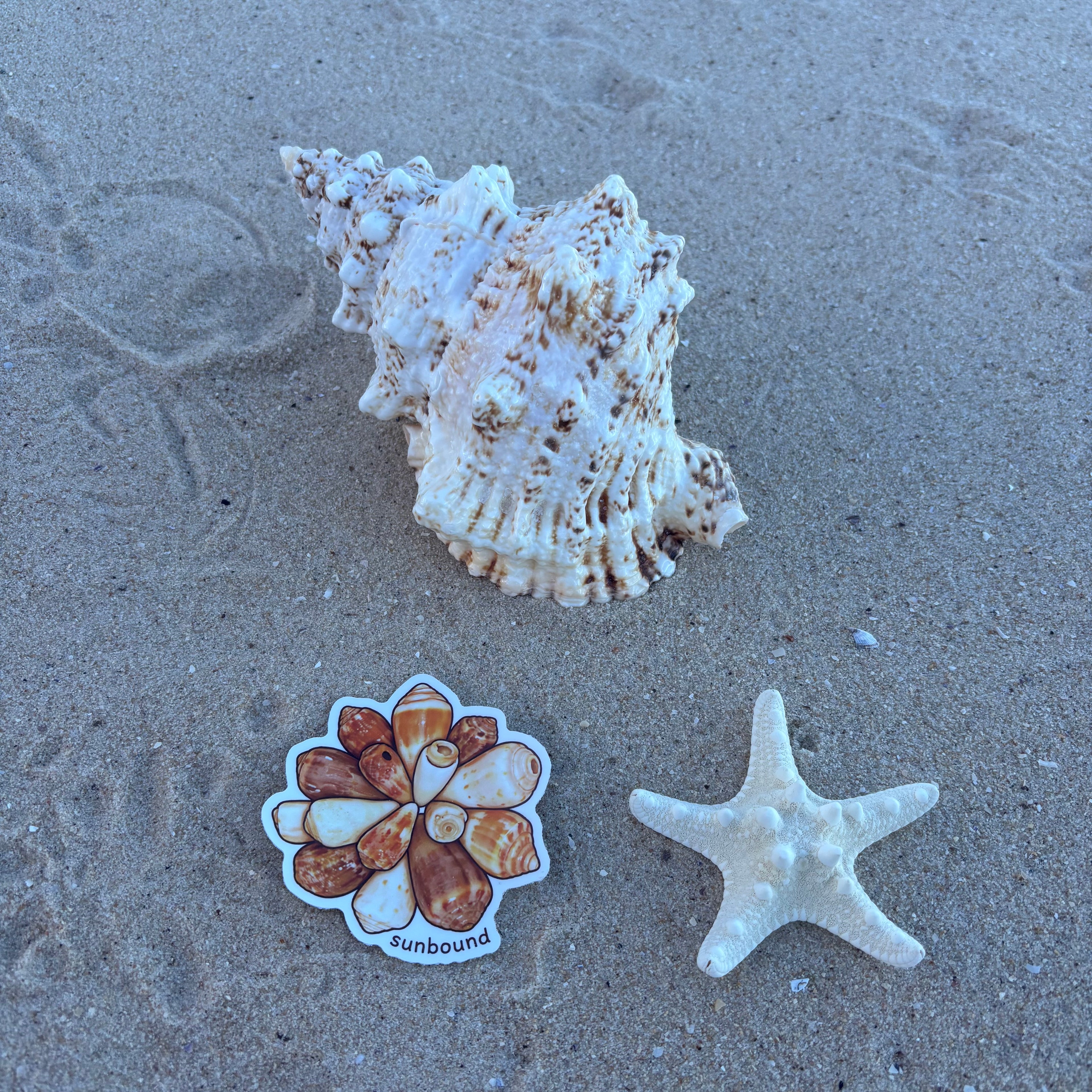 Shell Sticker